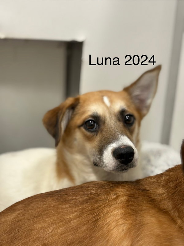 Luna 2024