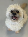 adoptable Dog in  named Cici 1142