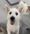 adoptable Dog in  named Jake