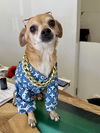 adoptable Dog in  named Russ