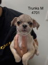 adoptable Dog in  named Trunks #4701