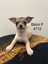 adoptable Dog in  named Bikini #4712
