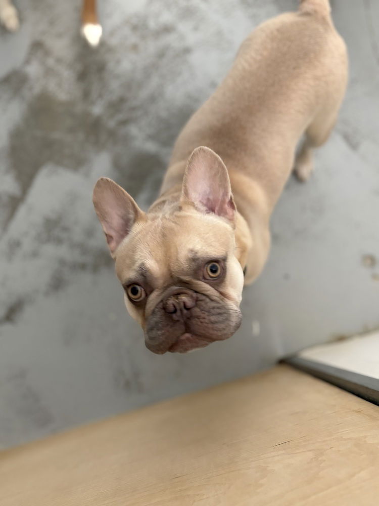 adoptable Dog in Studio City, CA named Sunshine
