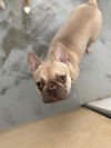 adoptable Dog in  named Sunshine