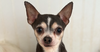 Ozzy #6757 - Photo 1