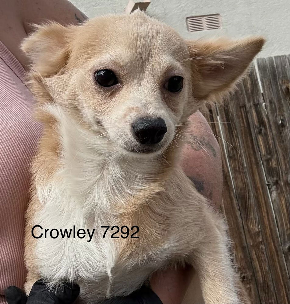 adoptable Dog in Studio City, CA named Crowley #7292