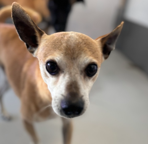 DYNAMITE #7794 - Chihuahua available for adoption