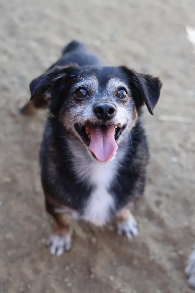 Lil Dude - Chihuahua