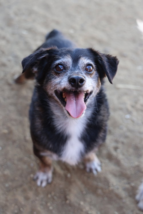 Lil Dude #5299, Chihuahua