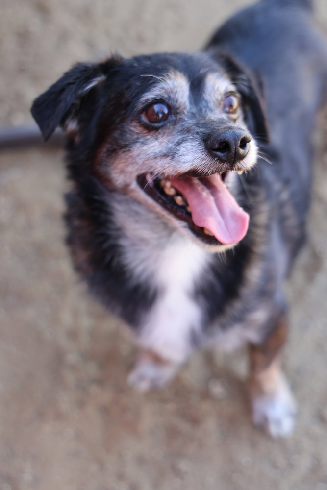 Lil Dude #5299, photo 2