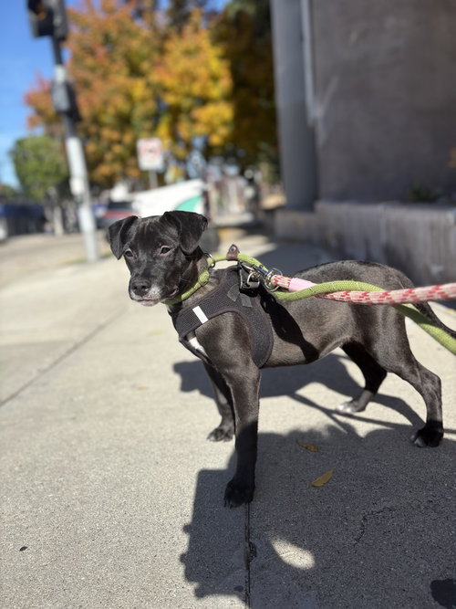 HALO #2459 - Labrador Retriever / Italian Greyhound available for adoption