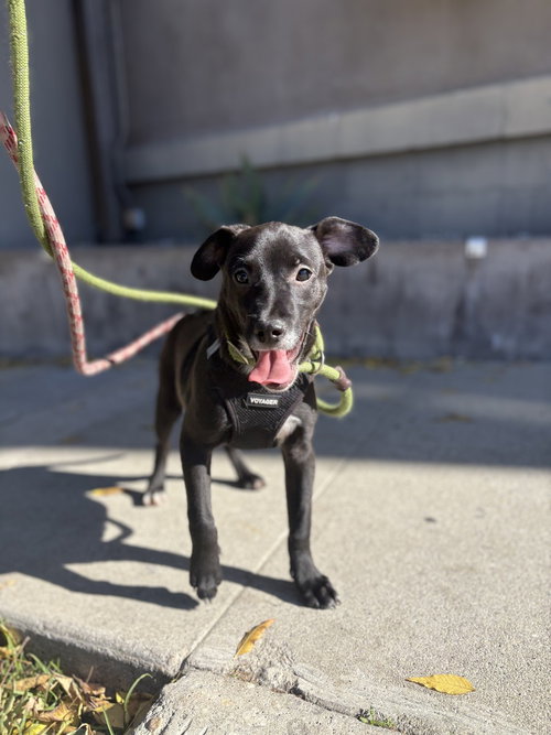 HALO #2459 - Labrador Retriever / Italian Greyhound available for adoption