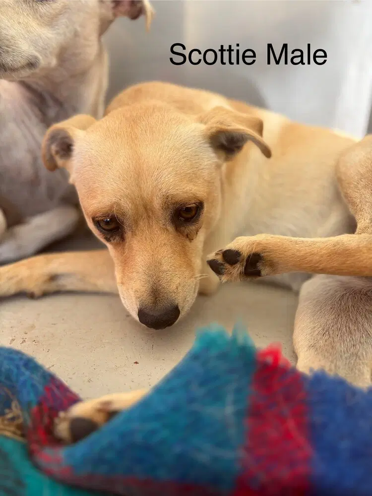 Scottie - Italian Greyhound