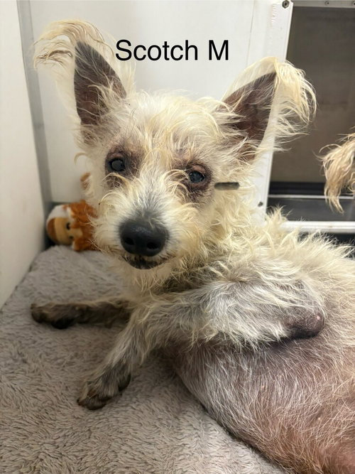 picture of the dog needing adoption
