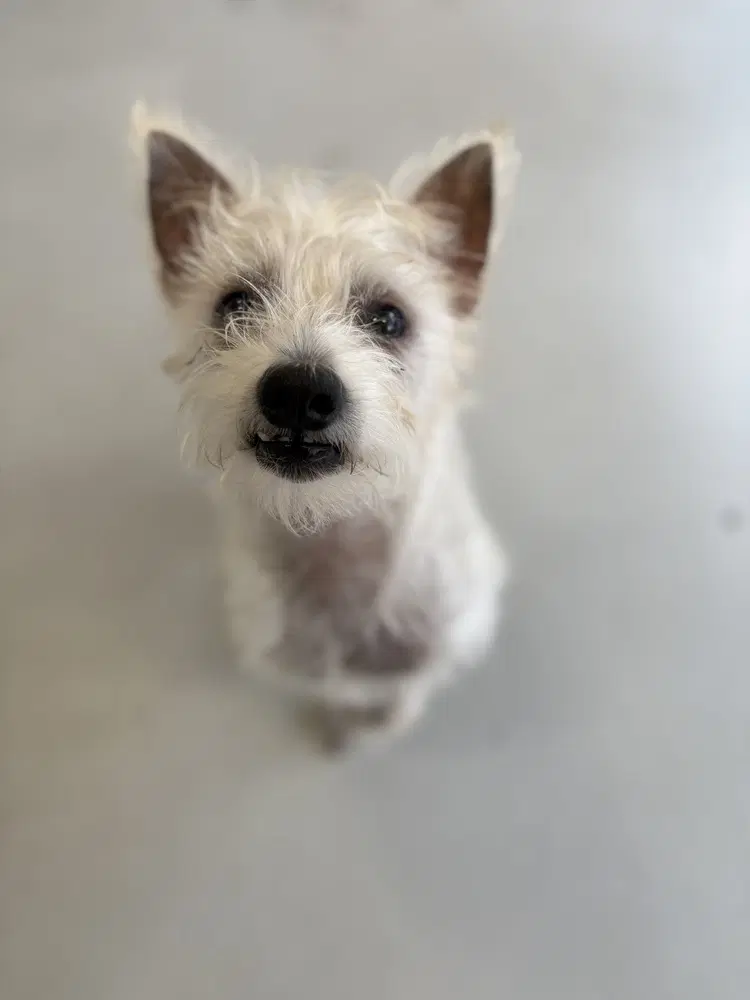 Scotch - Terrier