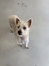 Scotch - Photo 2