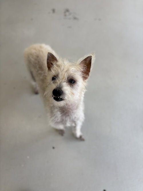 SCOTCH - Terrier available for adoption