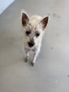 Scotch - Photo 3