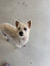 Scotch - Photo 4