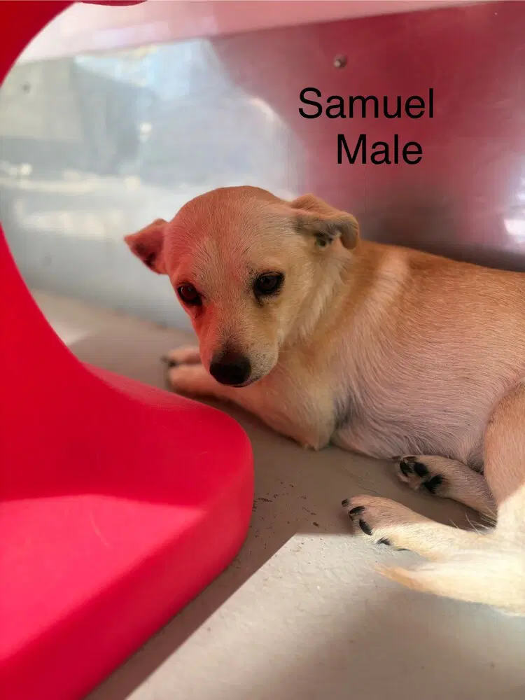 Samuel - Chihuahua