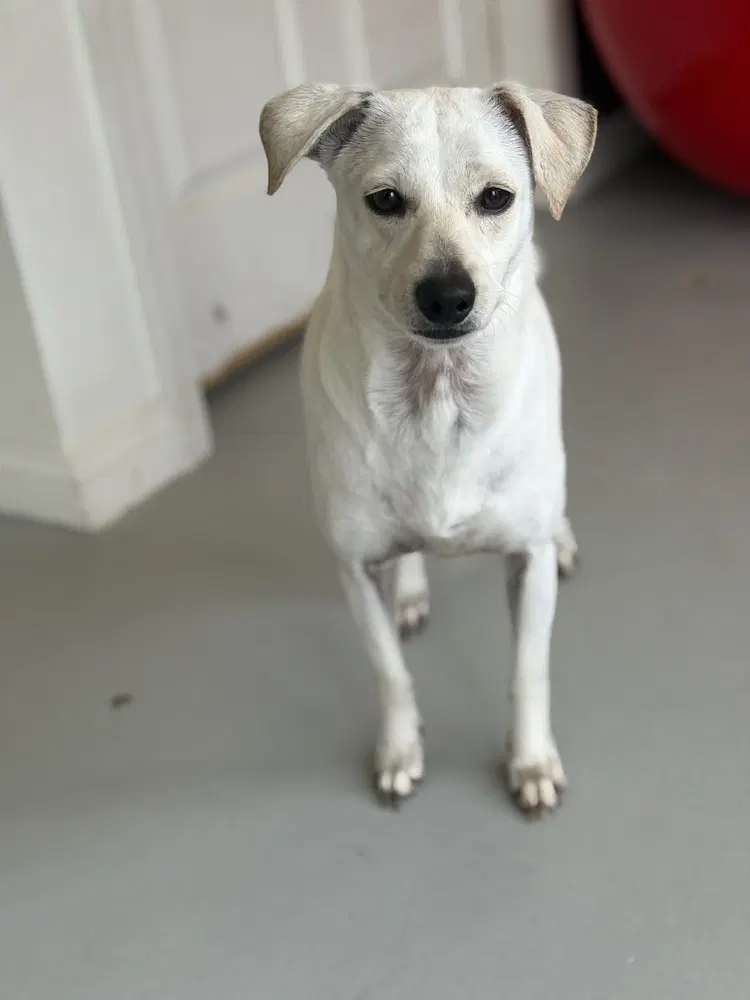 Buttercup - Italian Greyhound