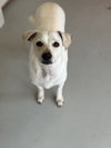 Buttercup #2575 - Photo 2