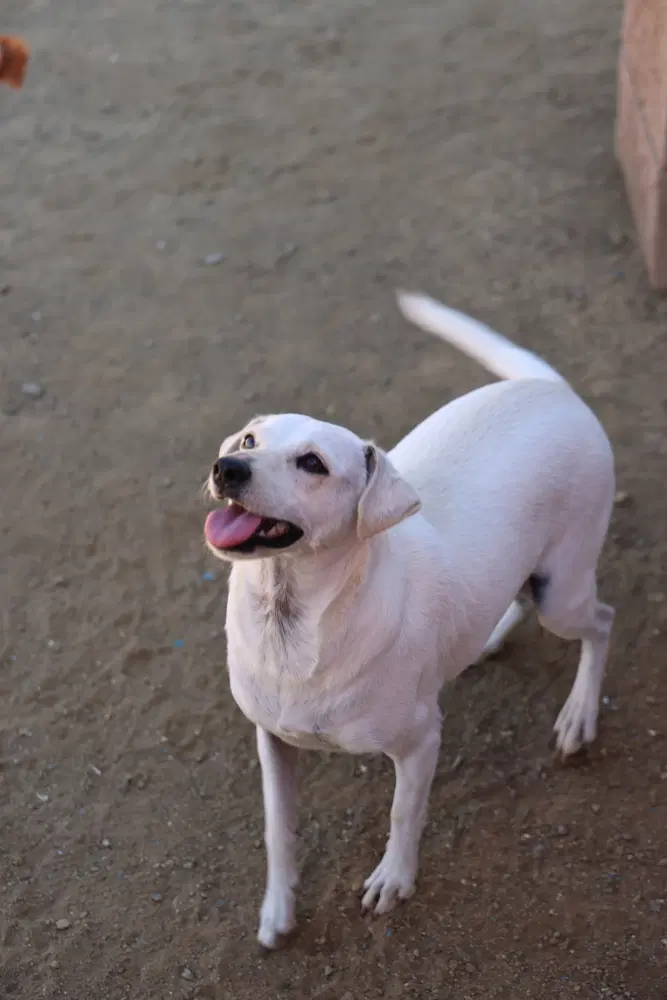 Buttercup - Italian Greyhound