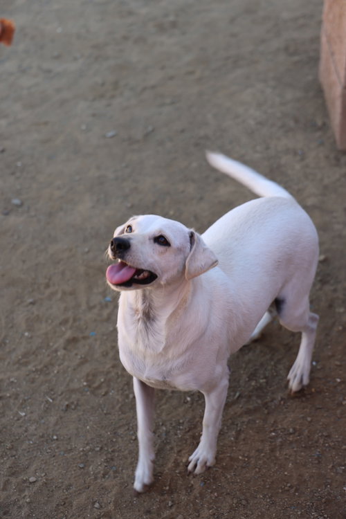 Buttercup #2575, Italian Greyhound / Chihuahua / Mixed