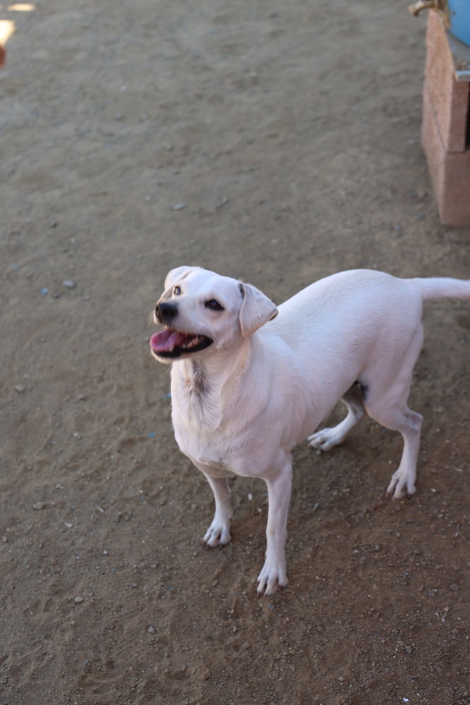 Buttercup #2575, photo 2