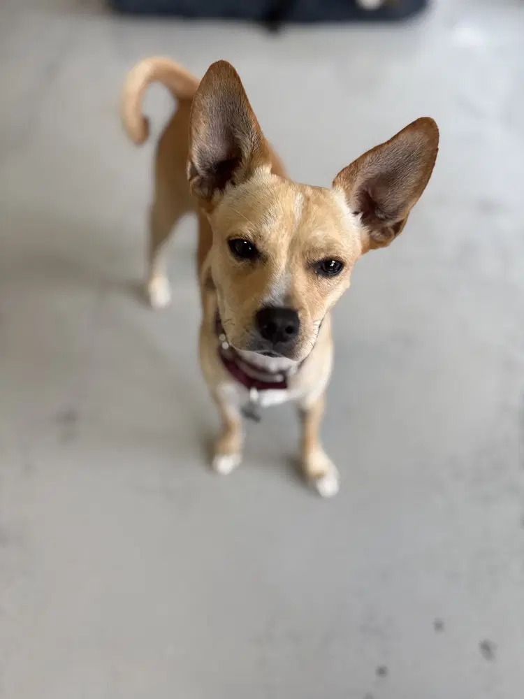 Paco - Chihuahua