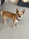 Paco #0444 - Photo 2