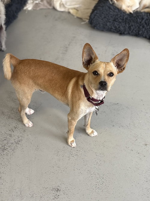 PACO #0444 - Chihuahua available for adoption