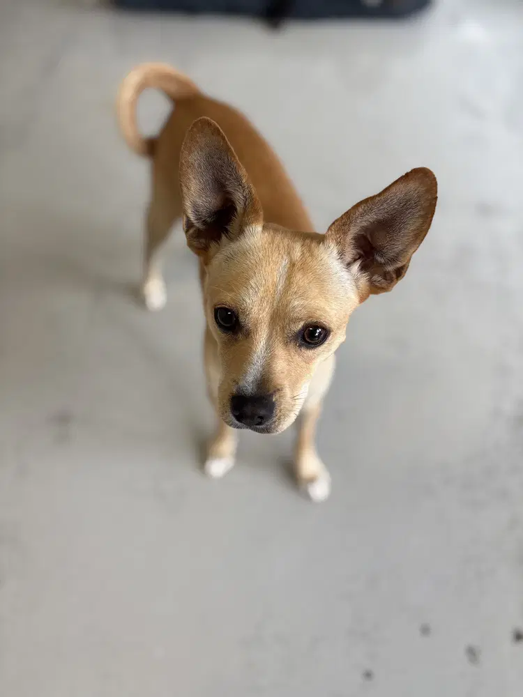 Paco image 3