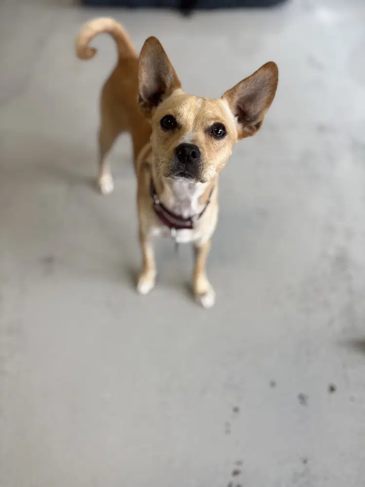 Paco image 4