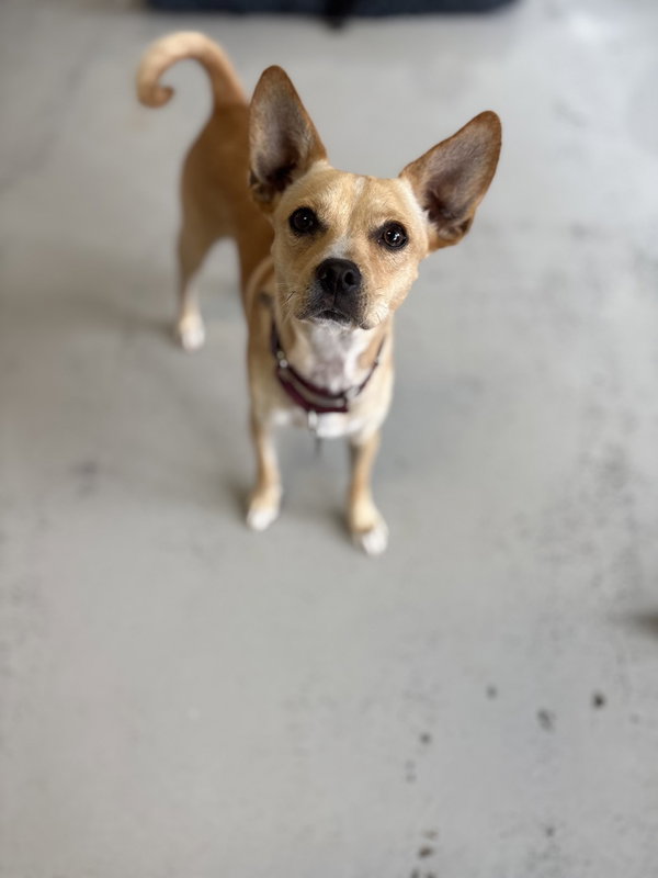 Paco #0444