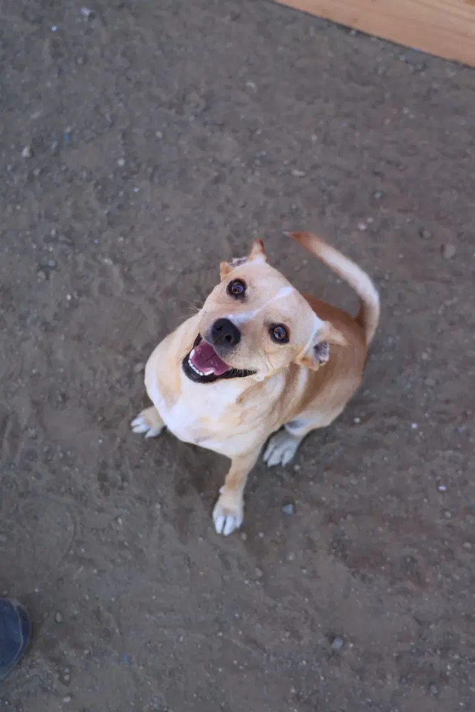 Paco image 2