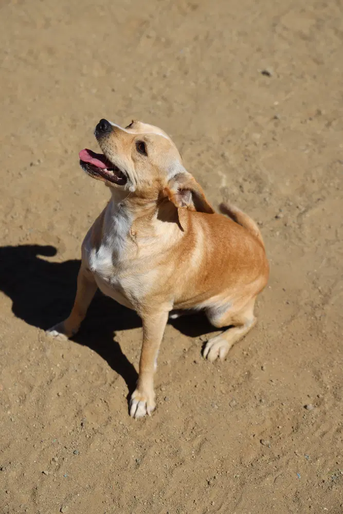 Paco image 3