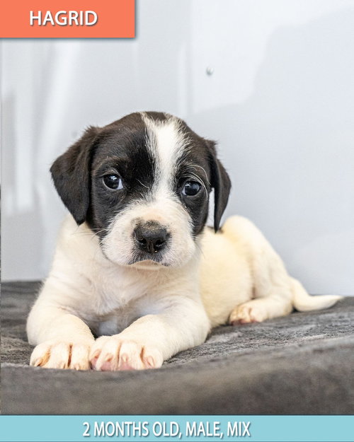 HAGRID - Spaniel / Labrador Retriever available for adoption
