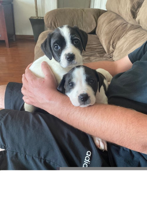 HAGRID - Spaniel / Labrador Retriever available for adoption