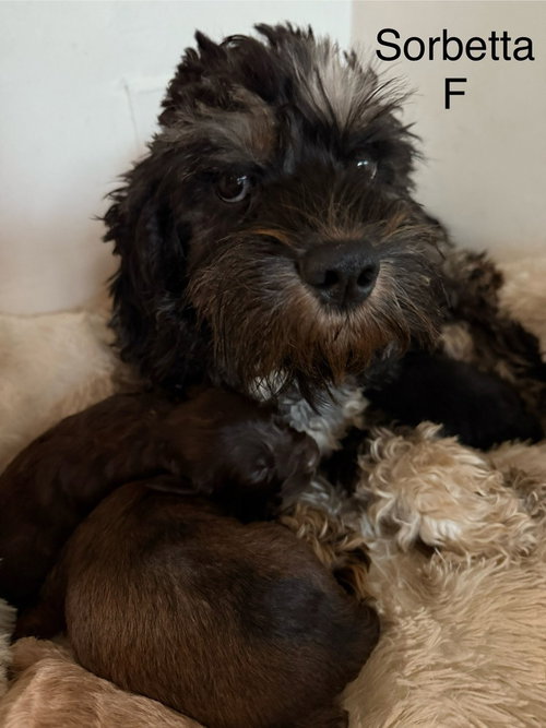 SORBETTA 4965 - Cockapoo available for adoption