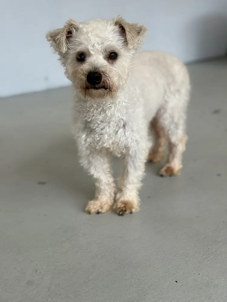Benson - Poodle (Miniature)