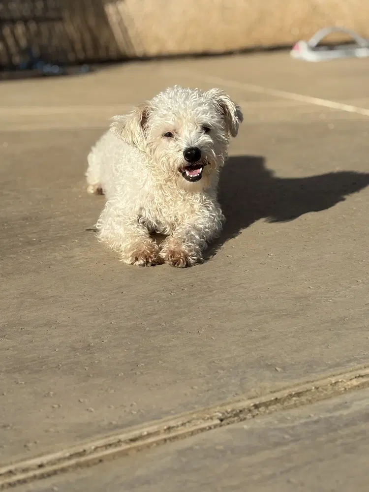 Benson - Poodle (Miniature)