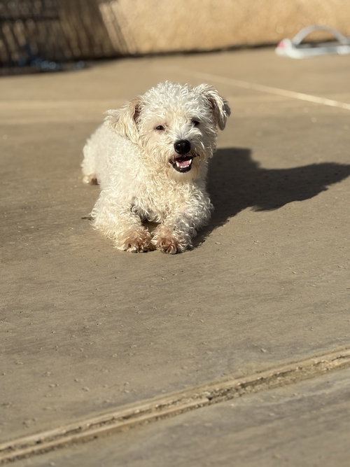 Benson #2578, Poodle (Miniature)