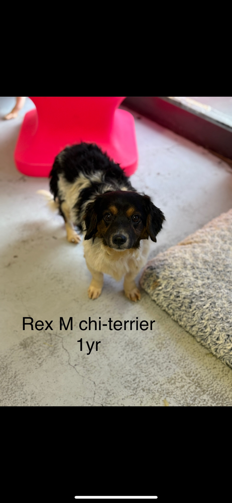 picture of the dog needing adoption