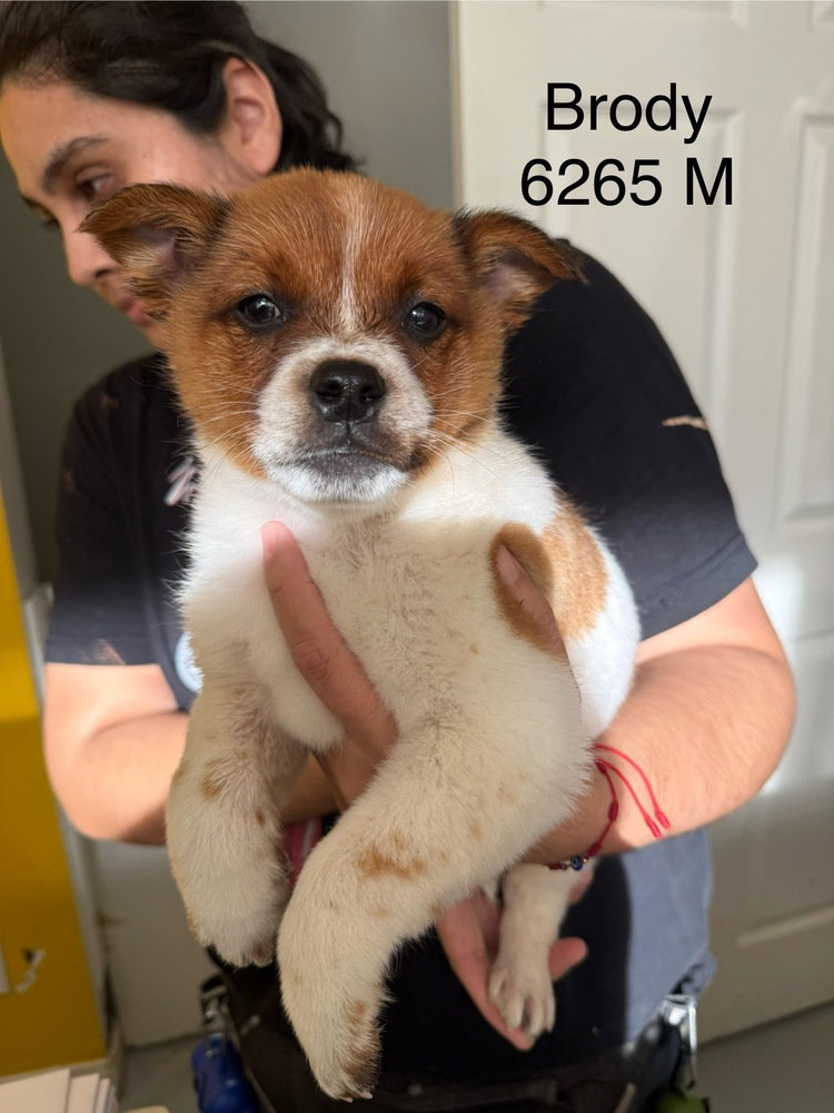 Brody #6265 Image