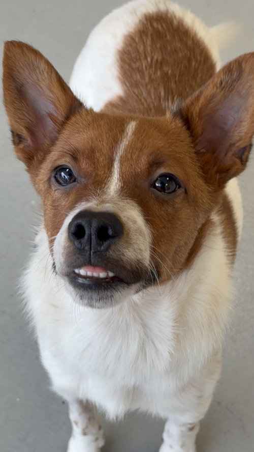 Brody #6265, an adoptable Basenji in Studio City, CA