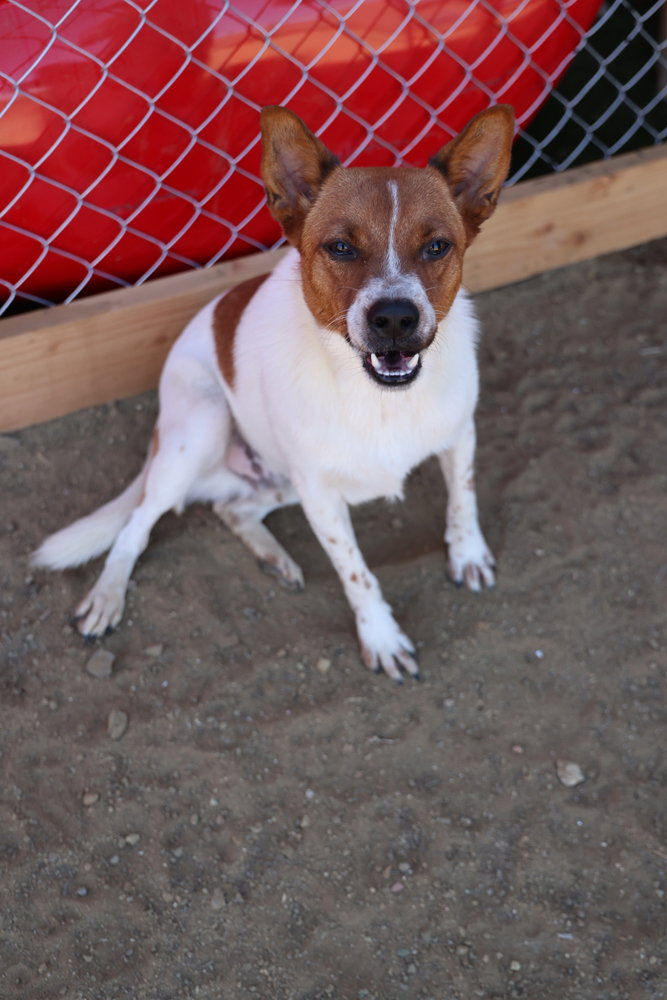 Brody #6265