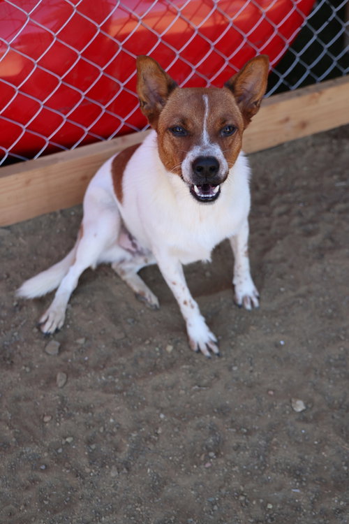Brody #6265, Basenji / Cattle Dog