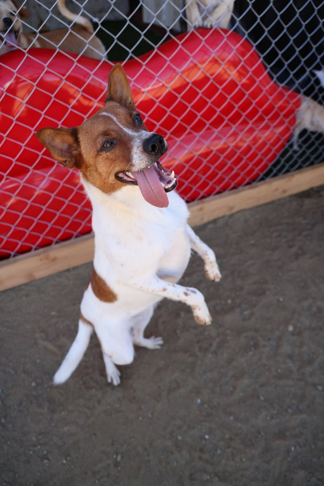Brody #6265, photo 2