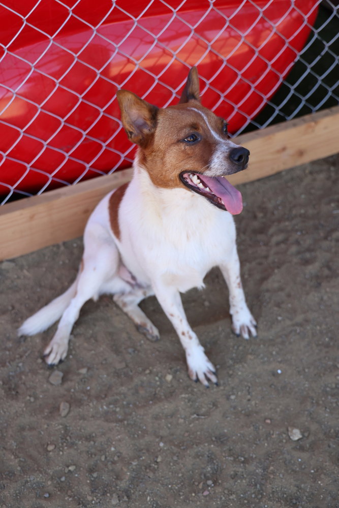 Brody #6265, photo 3